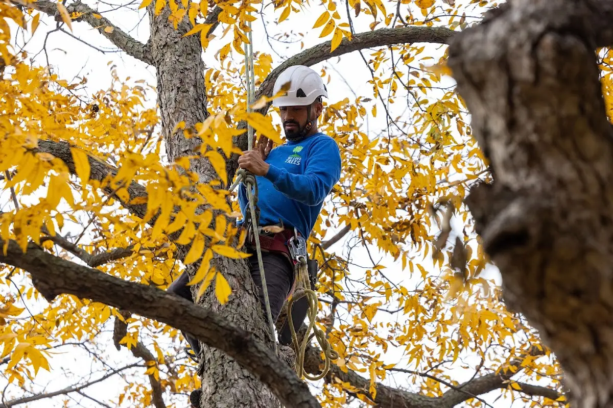 Skilled Dead Tree Removal crew working in Lamar