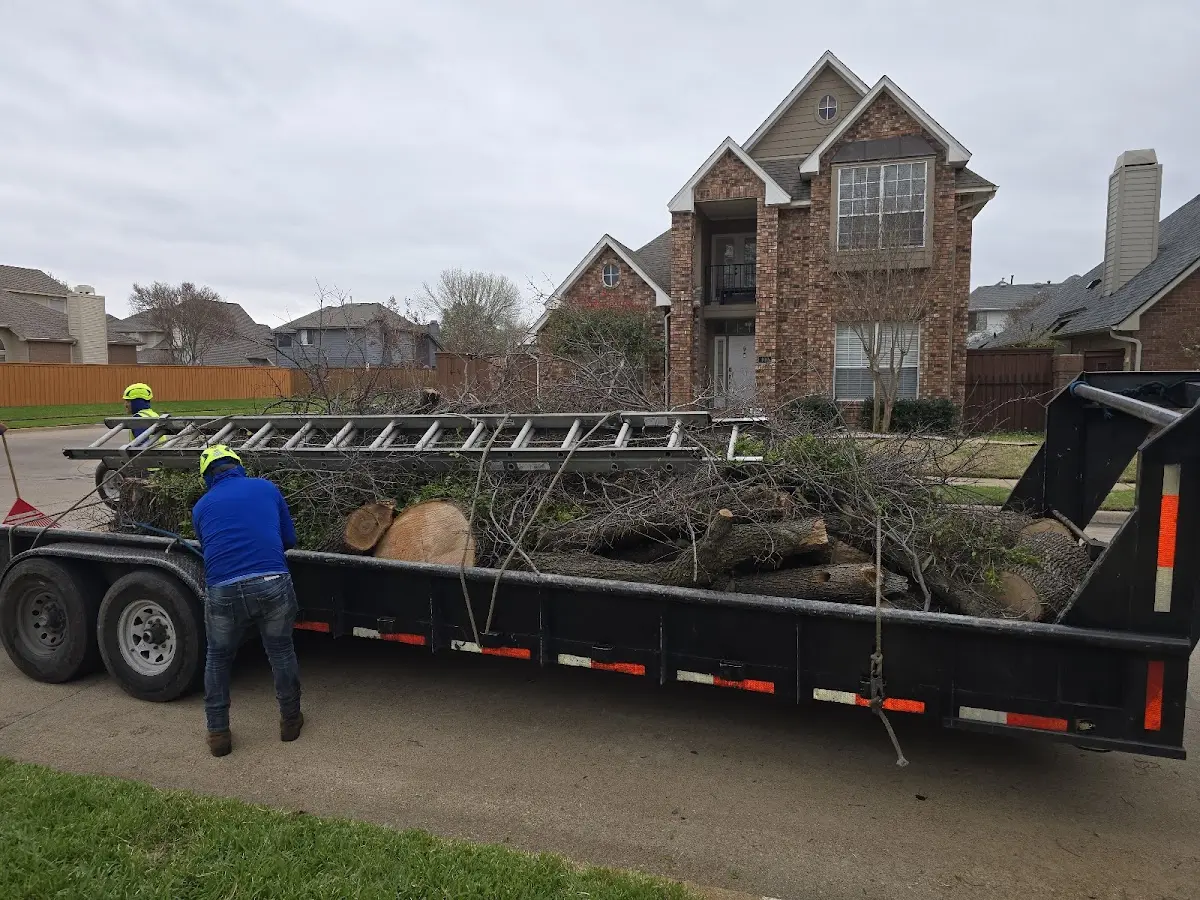 Expert Tree Removal with proper safety equipment in Lamar